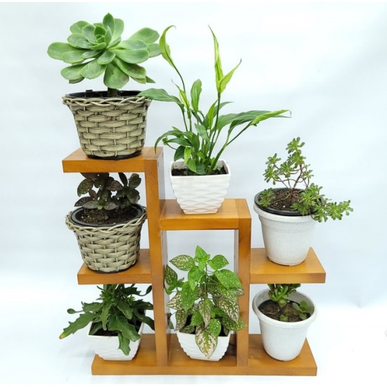 Suporte Estante Plantas Suculentas Envernizado, 7 Plantas