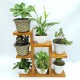 Suporte Estante Plantas Suculentas Envernizado, 7 Plantas