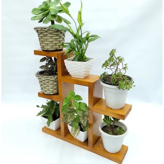 Suporte Estante Plantas Suculentas Envernizado, 7 Plantas